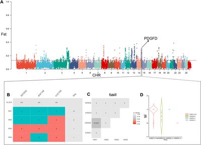 Genetic structure and selective sweeps in Kirghiz sheep using SNP50K bead chip